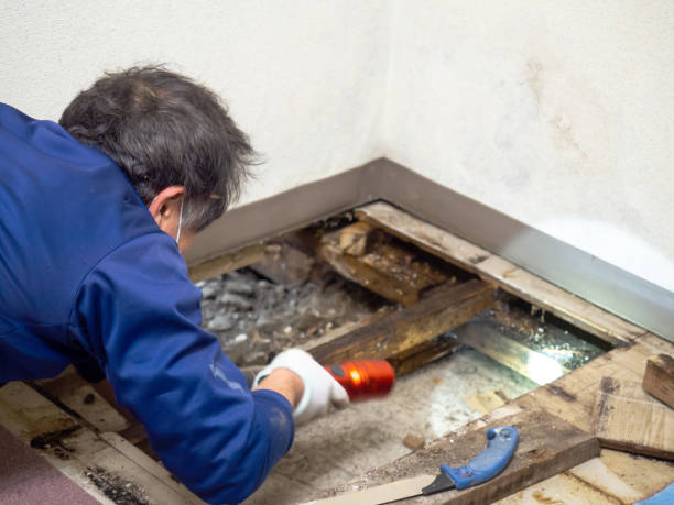 Best Attic Mold Removal  in Saddle Rock, NY