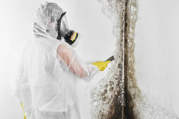 Best Best Mold Removal Companies  in Saddle Rock, NY
