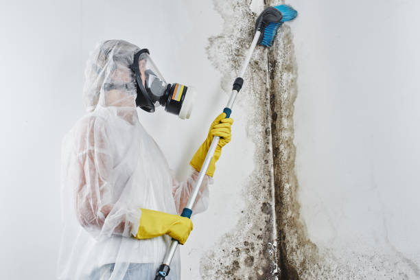 Best Emergency Mold Removal  in Saddle Rock, NY