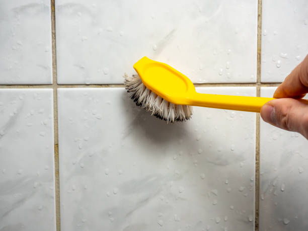 Trusted Saddle Rock, NY Mold Removal Experts