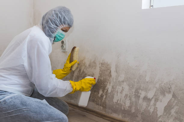 Best Certified Mold Removal  in Saddle Rock, NY