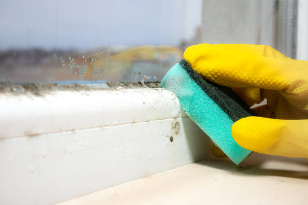 Best Professional Mold Removal  in Saddle Rock, NY