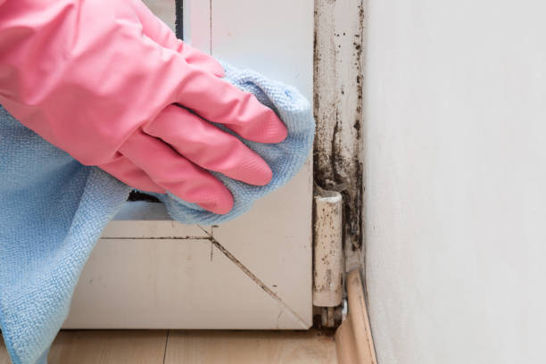 Best Residential Mold Removal  in Saddle Rock, NY